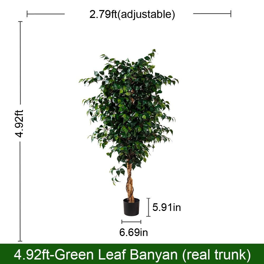 Banyan tree （Green leaf)